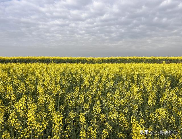 成都城区最大的油菜花田，2000亩铺天盖地般壮美，视觉非常震撼！