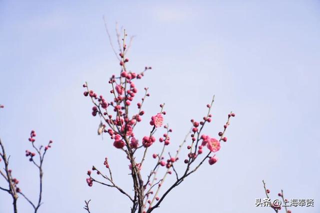 快看！奉城惊现罕见景致→