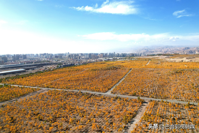 胡杨林的黄金时间来了，到巴州不只塔里木胡杨林公园，这些胡杨林，个个惊艳