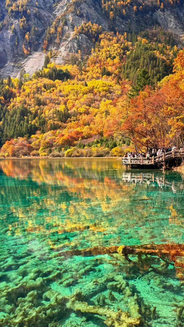 【今日九寨沟】秋季彩林最后的盛宴，明年再见！