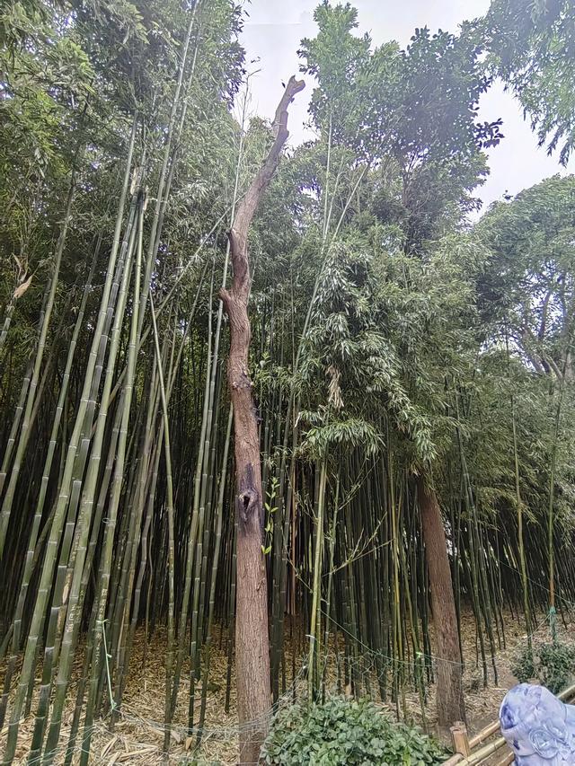 速游济南趵突泉后记