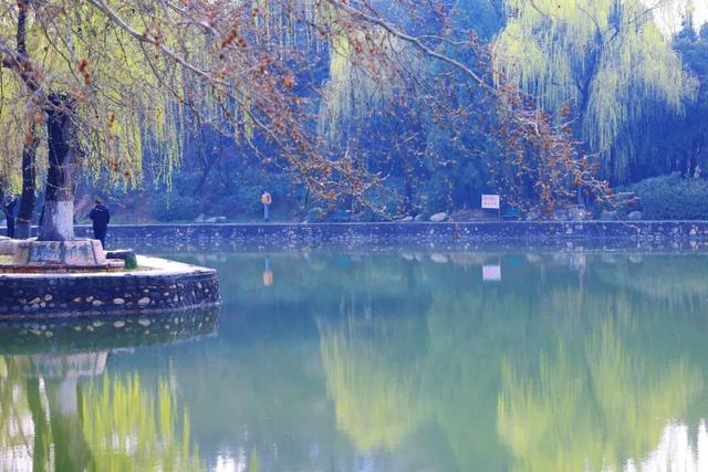 三月的人民公园一湖垂柳醉春风