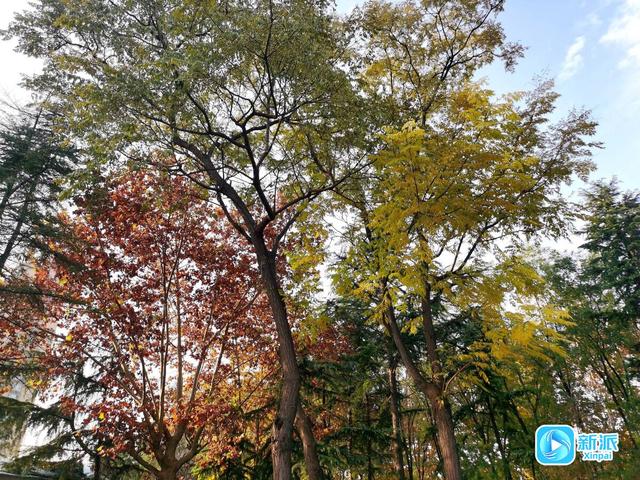 “潍”美游园 “坊”间探幽 | 沐春园：这里藏着市民的惬意日常