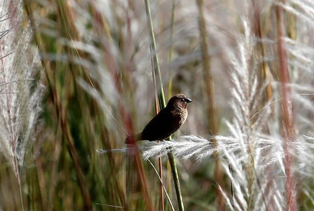 携台湾亲朋自驾游滇西南之十一