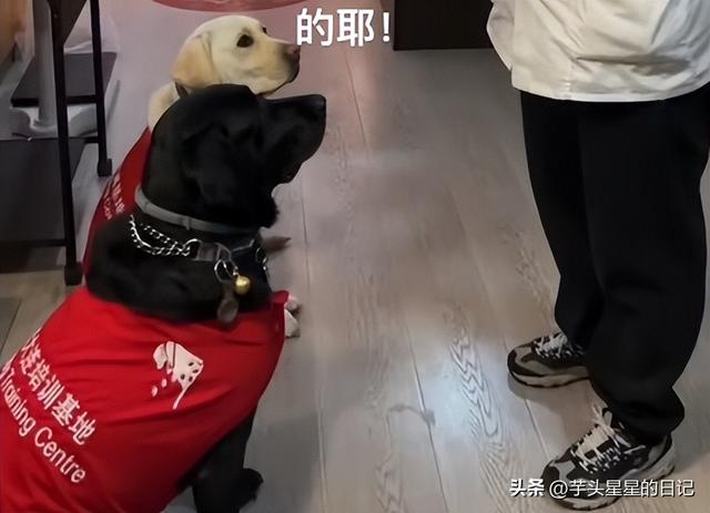 带导盲犬爬山后续：女主渴望被理解，坦言自己没错，澄清不是夫妻
