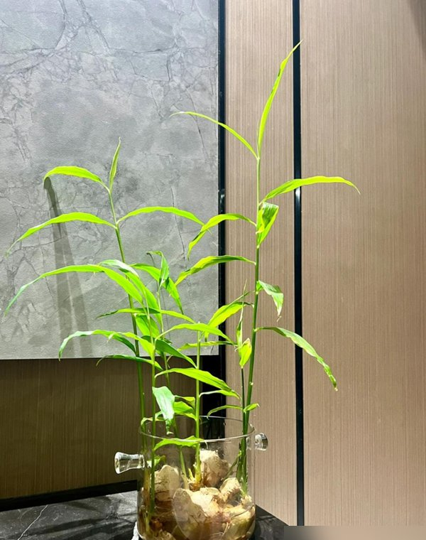 北京一姑娘“把生姜当绿植”养在客厅走红，网友：好美，好高级