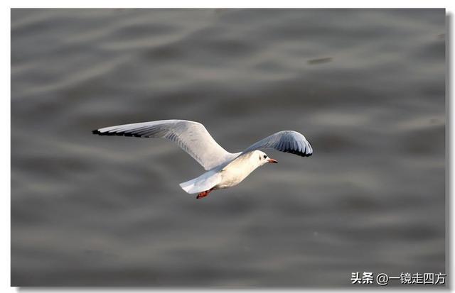 漫步丹东鸭绿江畔，可以隔江望见对岸的朝鲜