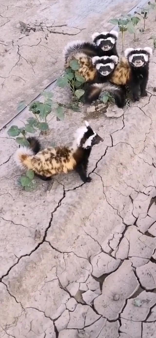 罕见！宁夏银川，有村民在自家地里，拍到几只奇特的花脸动物