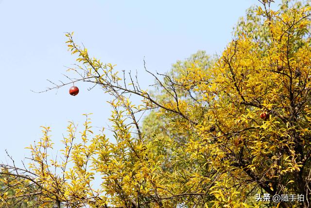 上海：120多年前从古桥石缝中“钻出”的石榴树如今硕果挂枝头