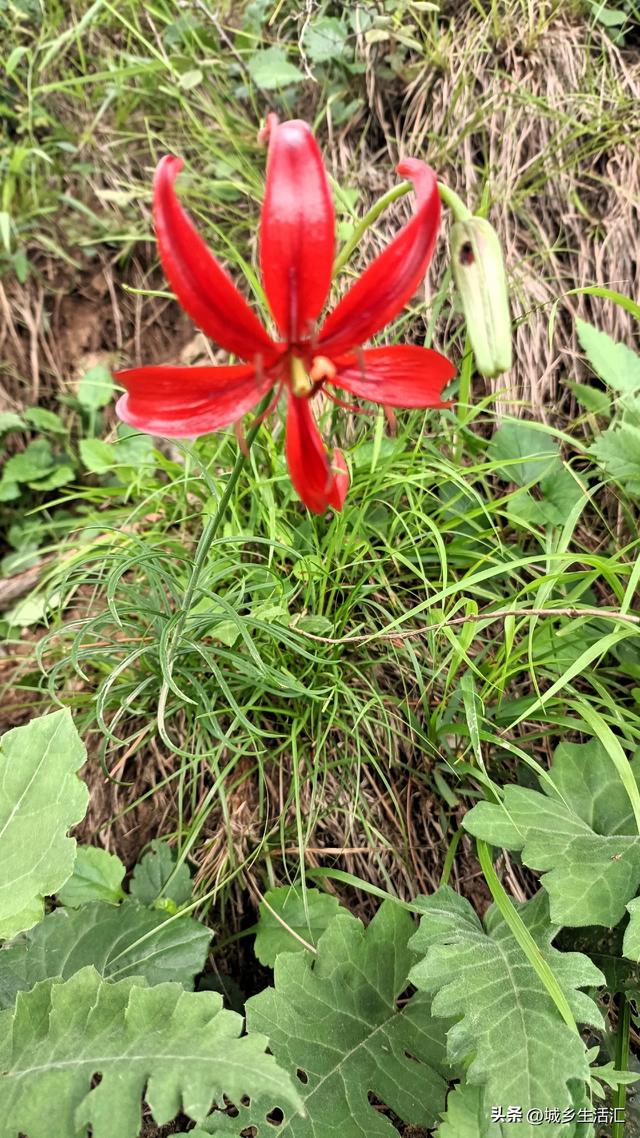 山上的野花为你开 从锡崖沟经王莽岭隧道到达太行之巅东庙华村