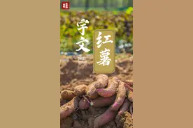 太原市尖草坪区：遇见·尖草坪丨挖呀挖！宇文红薯采摘进行时图片