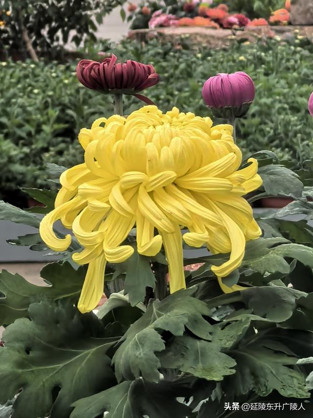 武进新天地公园菊花展 乡村田园风 今年又不同