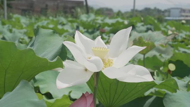 怀集的四季!带你回顾,带你深入