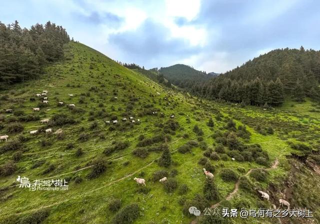 沿着338国道,从古浪县进入天祝县藏区,山谷里全是牦牛