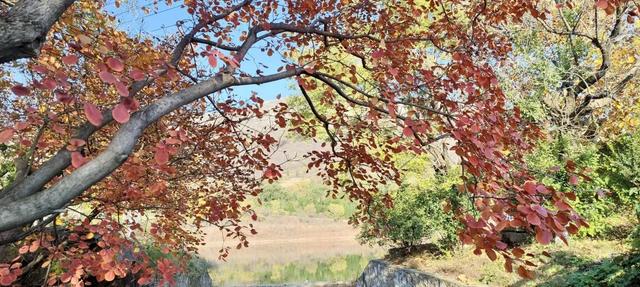 寻美薛城丨红叶超美！初冬的圣土山开启最美赏叶季