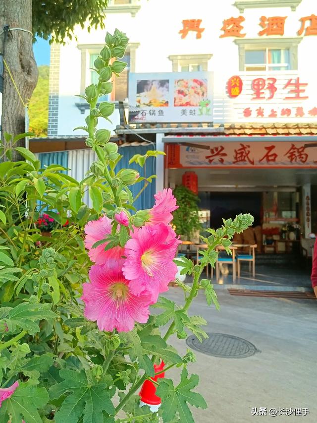 柴米油盐调味诗与远方，抚仙湖那一抹红