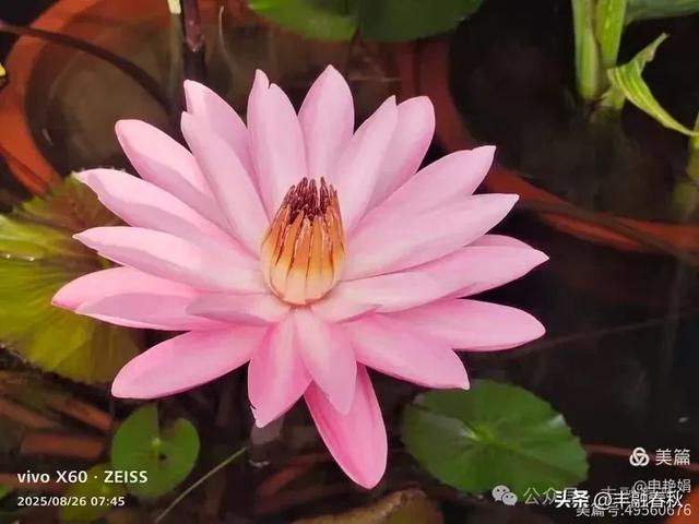 紫竹院竹荷季：一园清风里的诗意相逢｜ 申艳娟