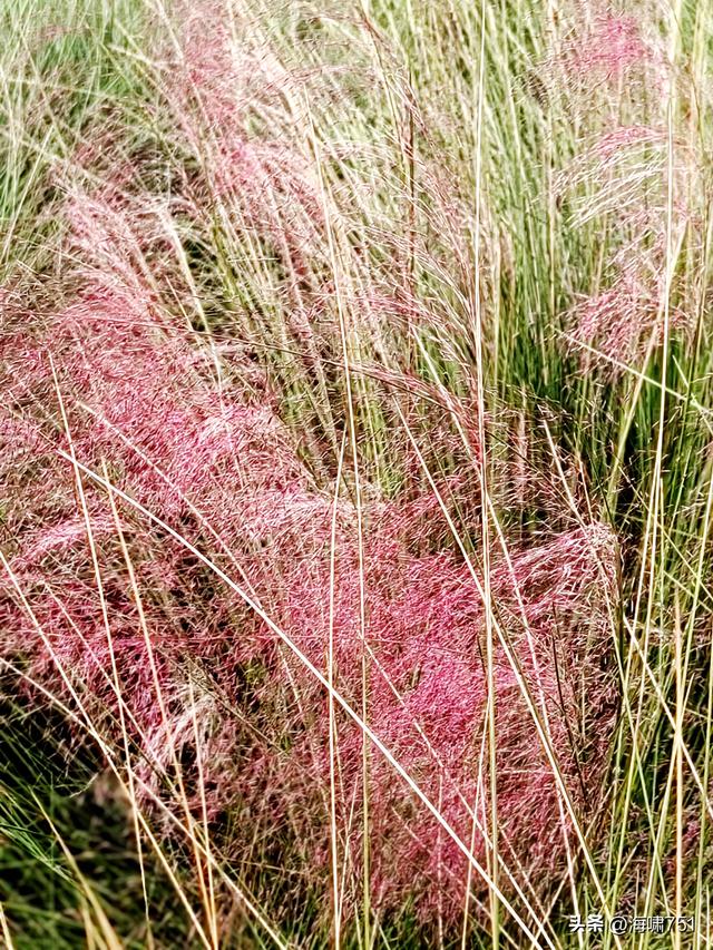 佛山三水芦苞花海生态公园
