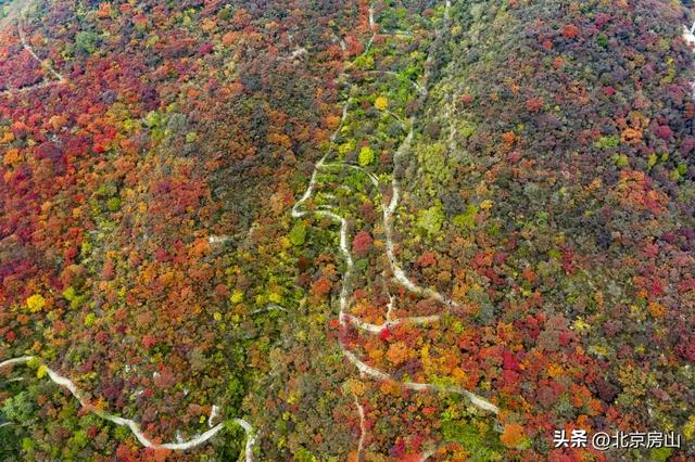 从“初见”到“浓烈”！坡峰岭红叶全景时间表■■■□□□□