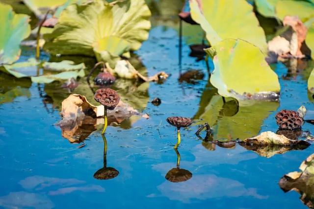 打卡限时浪漫，一键收藏隐珠街道最美秋色！