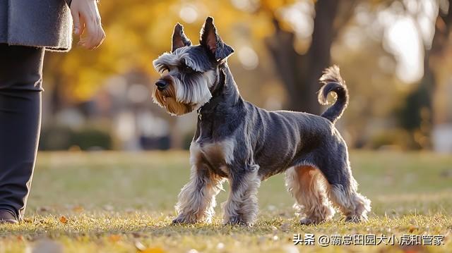 寿命最长的10种狗VS最短的10种狗！第一名能活20年+