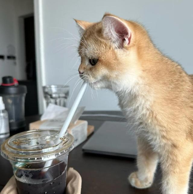 爸爸教猫爬梯子上床，结果第二天看到…网友：这猫是人教版的！
