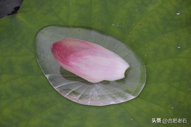 雨中荷花（上）