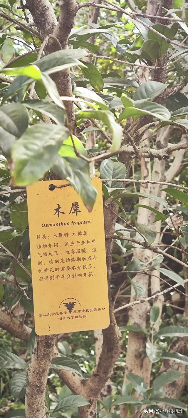 跟随树友们逛中国第一座现代植物园——浙大植物园