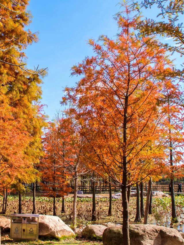 烟台秋日绝色盛宴筹备中,走!寻秋去!