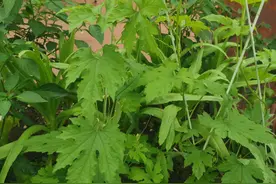 苦瓜早期这样管理，轻轻松松爬满架。图片