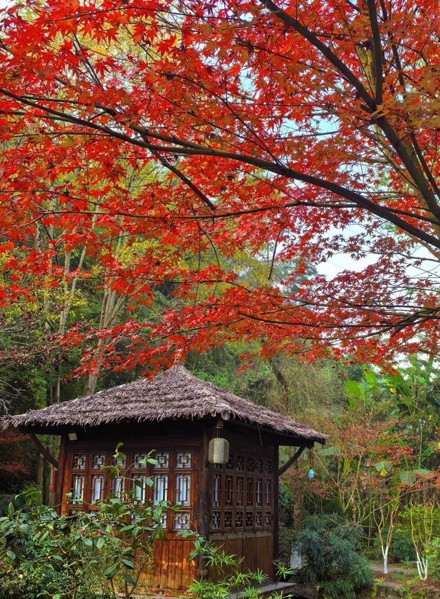 重庆要起飞了！再迎高光时刻,即将代表中国走向世界