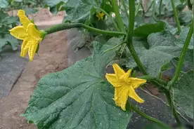 黄瓜要种好，这7点一定要做好，每棵都结30多个瓜图片