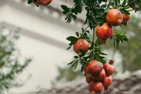 家里有院子想种树的一定要知道“东榴金西柿银，玉兰海棠门厅兴”图片