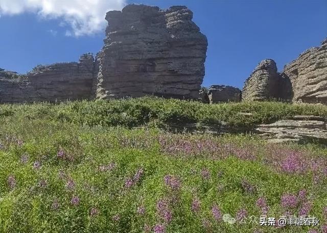 内蒙古高原上绽放的柳兰花｜李 芳