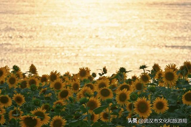 武昌花海又上新，美得很治愈！
