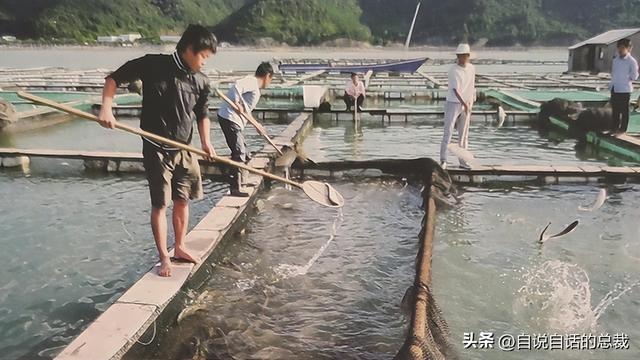 二十年的老鱼胶 2026年30年老鱼胶