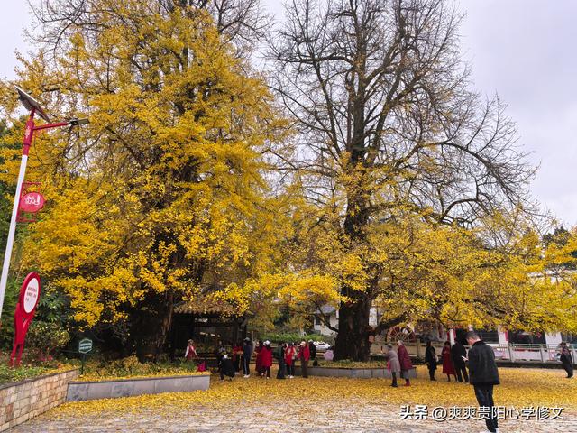 古村金叶醉游人 修文大木村古银杏群落初冬展韵