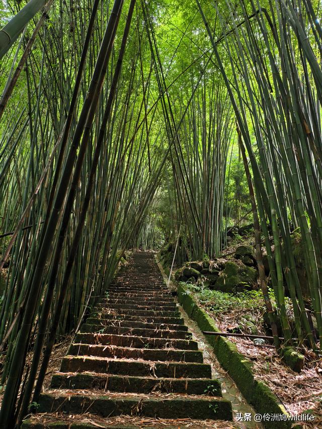 成都徒步（69）·彭州篇⑯法藏寺环线（桥断未走通）