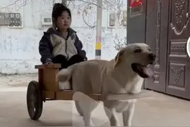 羡慕哭了！狗狗充当专职司机接娃放学，你不拉风谁拉风。图片