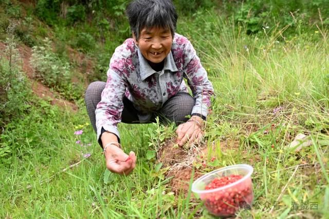 【图观陇西·新视角】陇西县碧岩镇：天然氧吧中的生态文旅新体验