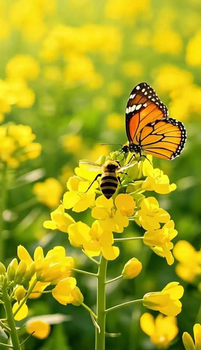 诗一首：两河口的油菜花开啦