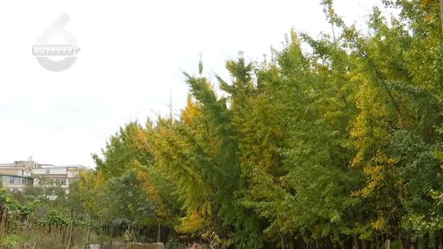 冬天的昆明，盛满了温柔的金黄色