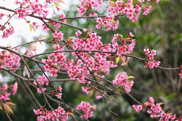 夹江茶山邂逅一场粉色浪漫