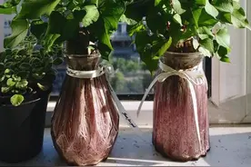 牛人养花，不用盆不用土，30天养出茂盛漂亮小盆栽，网友羡慕极了图片