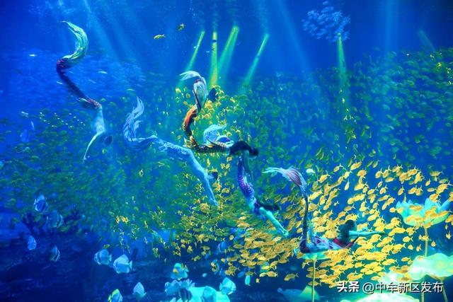 连续三年八项“金冠奖”加冕！郑州海昌海洋公园以标杆之姿诠释高质量文旅发展新路径