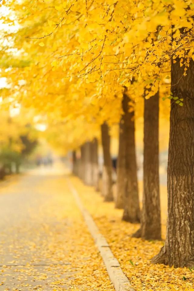 太美了！北京这里“红叶盛宴”即将上线