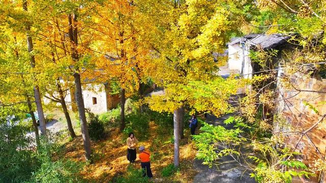 限定秋色！孝昌小悟千年银杏美出圈