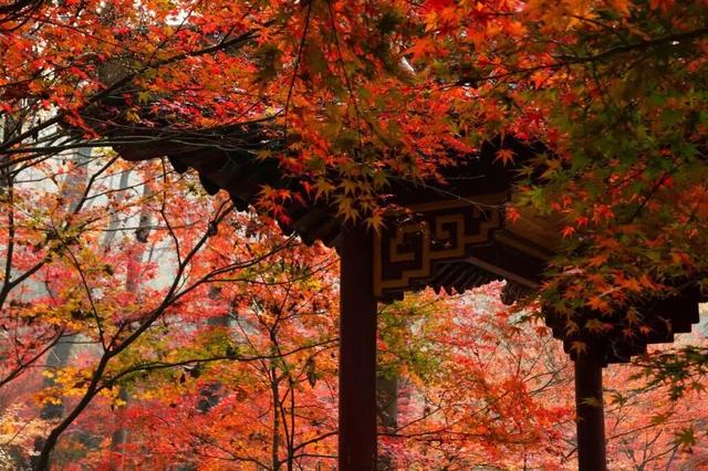 高铁1h！比西安秀美！这座千年古都秋色绝了！高光仅20天！