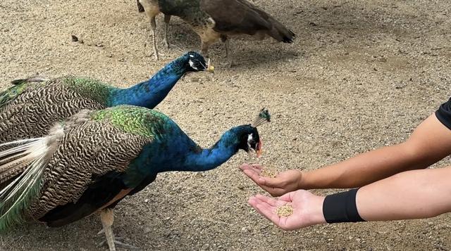 冬日遛娃无需远行,来紫谷萌宠乐园解锁超多趣味玩法!