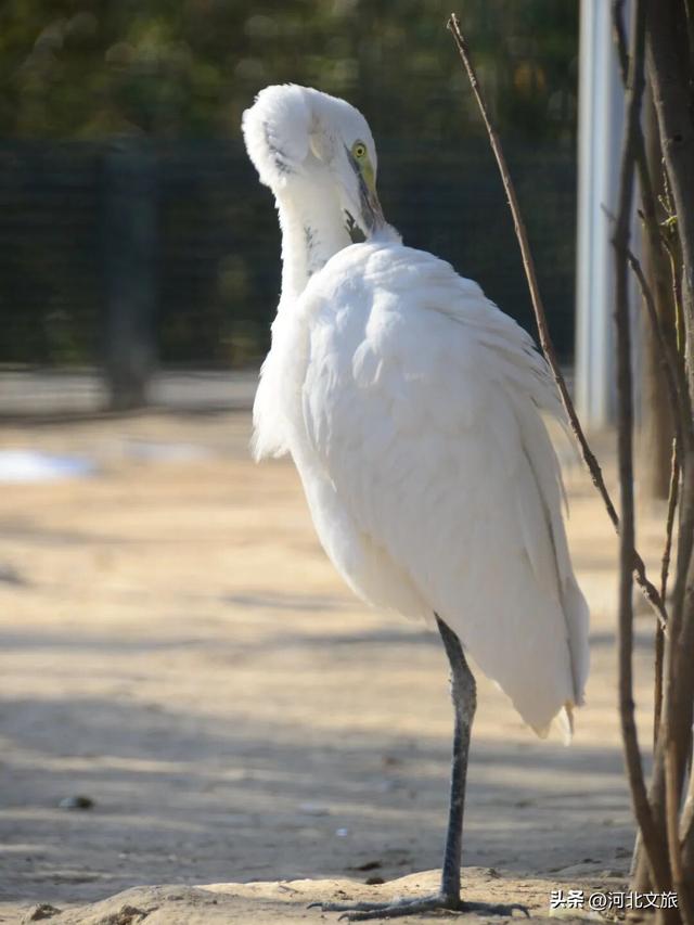 在保定，体验真实版“疯狂动物城”！